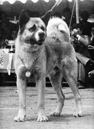 Monjumaru Go Watanabe Shi