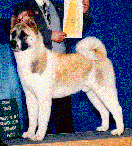 AKC CH Moonlight's Indian Outlaw