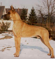 CH80 Elgo von Ferndorftal