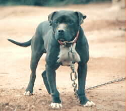 Mountainman's Bandit