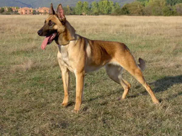 Txika de Coluber