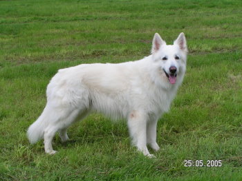 Alaska of White Castle