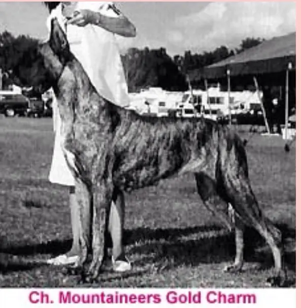 CH Mountaineer's Gold Charm