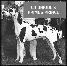 CH Uniques Primus Prince