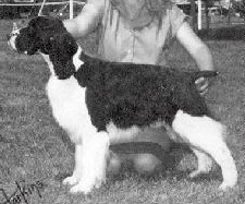 SWE/FIN CH Willowbank's Bolero