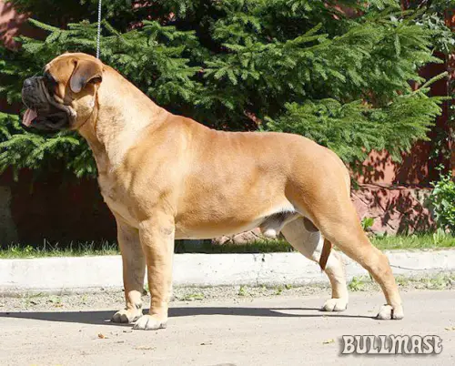 CH (MULTI) Meverick Iz Mira Antallis