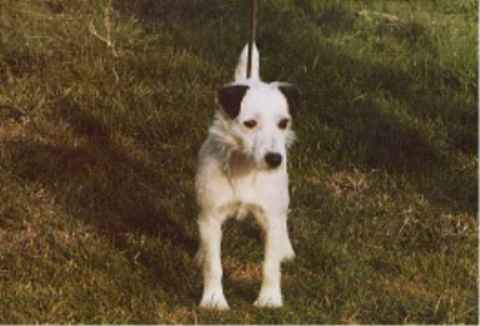 Bracken of Knightwood