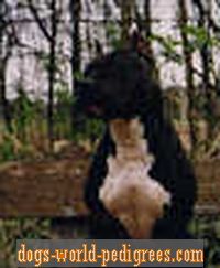 Tex's Funny betty