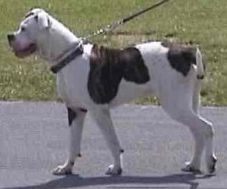 Gabel's Scout Louise