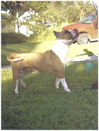 CH Bearfoot's Bit of Shondell