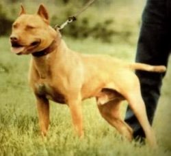 'PR' Medders' Tiger Jack