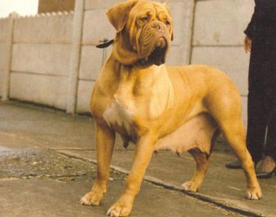 Rumil Van Het Grevelingenland