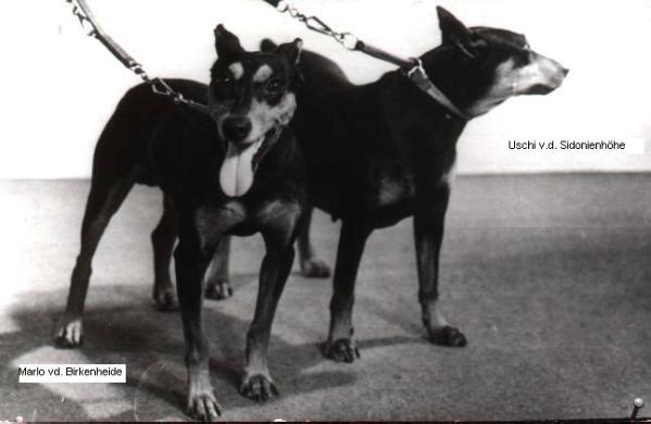 MARLO von der Birkenheide