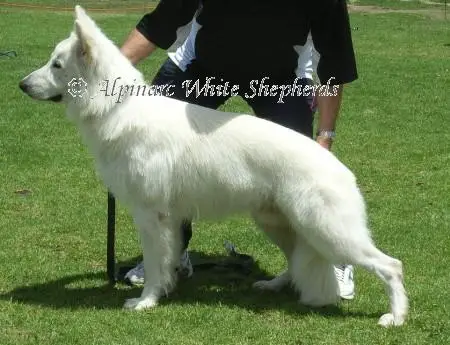 Alpinarc Apparitions