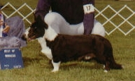Foxfire Black Domino