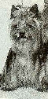 Streamglen Robin Hood