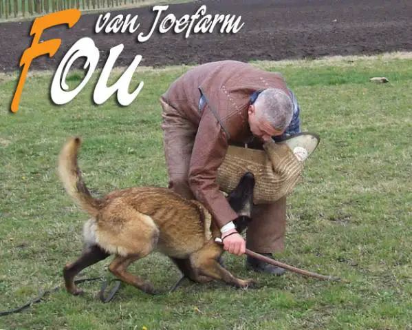 CACIB CAC BOB Fou van Joefarm