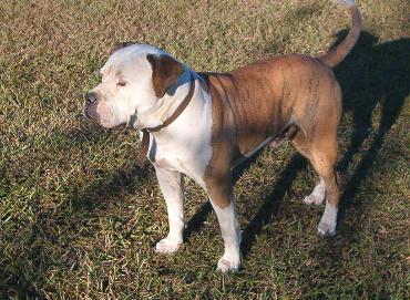 Southern Showcase's Bama