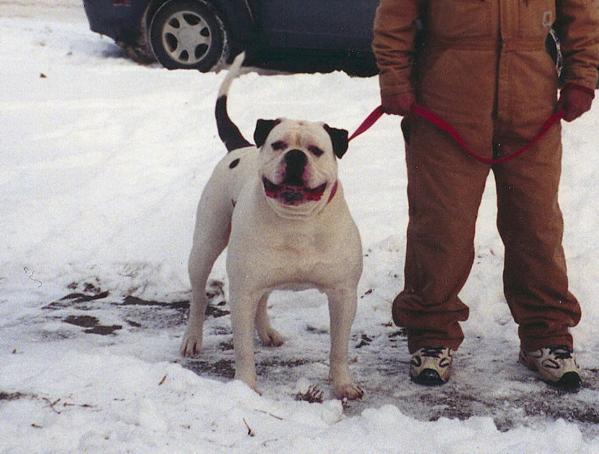 Holloway's Machine Bruno ( Holloway Bulldog )