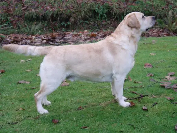 CH (US/CAN) Ghoststone's Boomtown