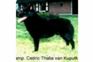 ICH. CH(NL)(D)(VDH) Cedric Thalia v. Kuputkaz