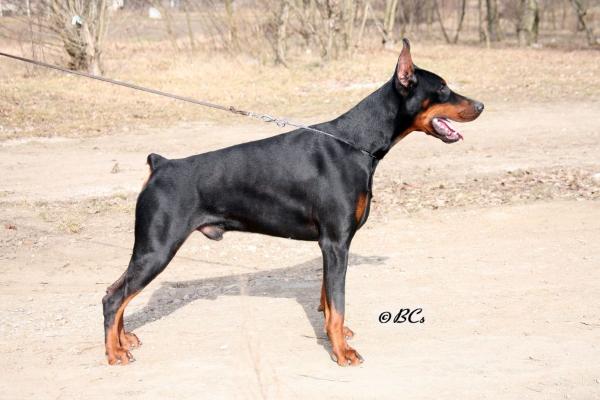 CACIB, BOB Pithon del Mediano