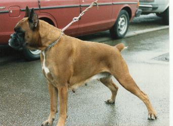 Roxi von Hessen-Nassau