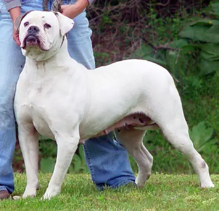 Johnson's Sugar Tuffie 60