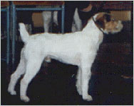 Howlbeck Marine Diver