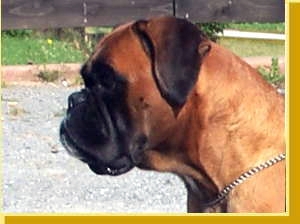 Gilette v.d. Morrequelle