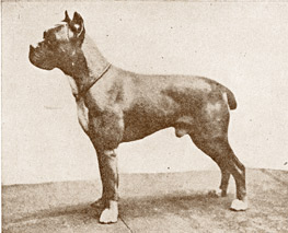 GER. CH Curt v Pfalzgau