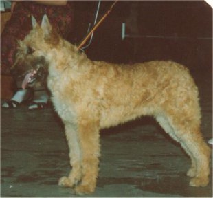 CH B V1 Noortje van't Hoogkwartier