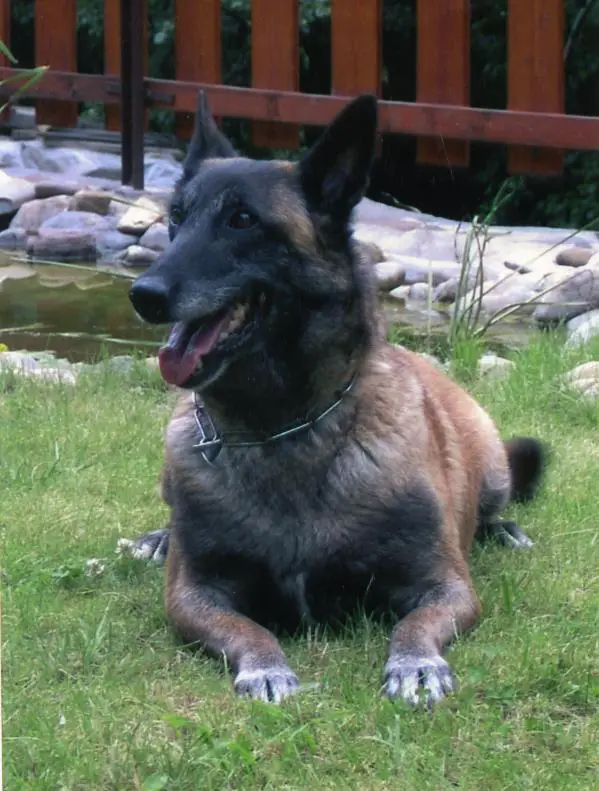 V, CAC, BOB Fau Lufty