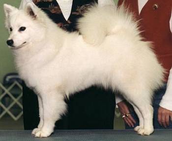 AKC-CH UKC-GRCH Kort-Mar Vegas Sparkling Star