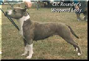 Ch. Rounder's Wayward Lady