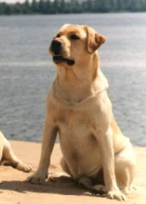 Paducah Indiana-jones