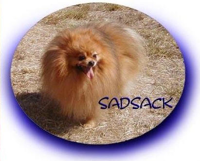 Cedar Poms Sad Sack