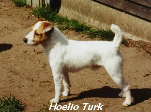 Hoelio Turk