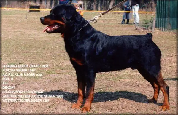 Iwan vom Fusse der Eifel