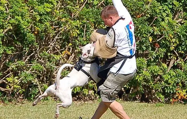 NATIONAL CHAMPION Joshua's White Bandit's Love