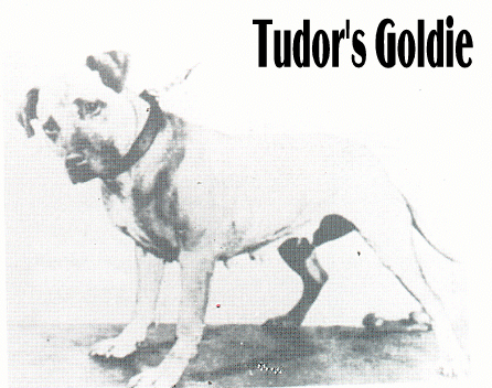 Corvino's Goldie (Tudor's)