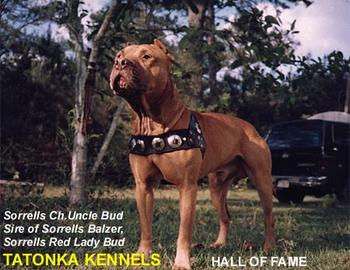 Ch Sorrells' Uncle Bud