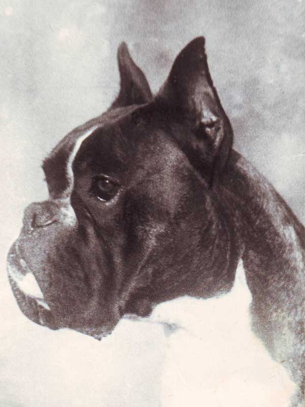 CH. EDIR EZIO z Zabagna