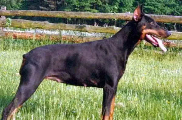 Brista von der Doberwache