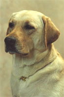 Castleduff Quicksilver