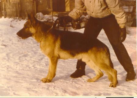 G Olimp aus dem schwarzen Zwinger