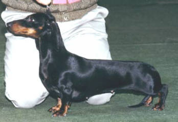 CH INT,HUN,RUS,GRAND Abigel vom Golf