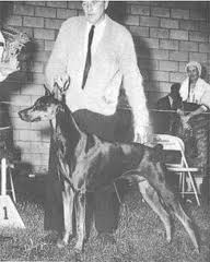 Am. Ch. Steb's Gunga Din