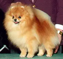 AM CH Ace High Dealer