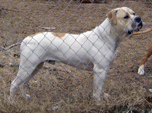 CH Cotton's White Hunter of Saylor ABs